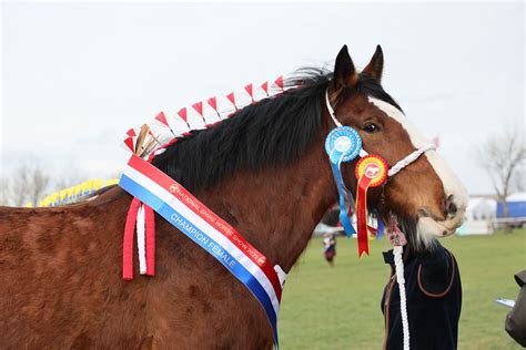 national shire horse show 2022.